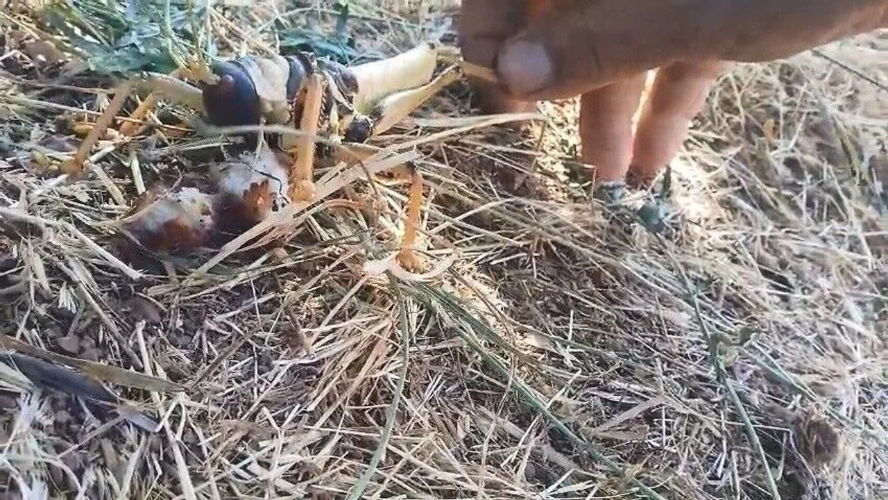 Elazığ’da Şaşırtan Görüntü: Dev Etçil Çekirge Balıkla Beslendi