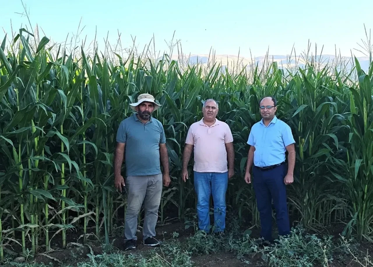 Elazığ’da Silajlık Mısır Hasadı Başladı