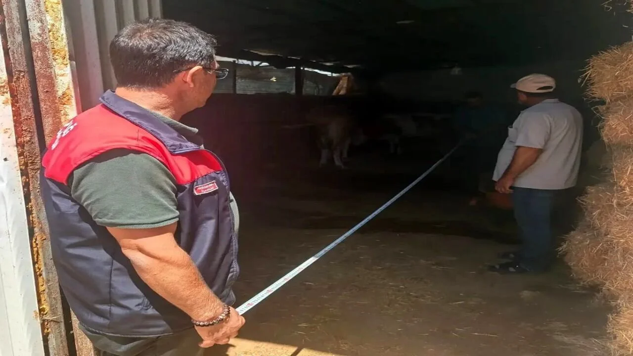 Elazığ’da Büyükbaş Hayvancılıkta Sıkı Denetim: Kapasite ve Sağlık Kontrolü