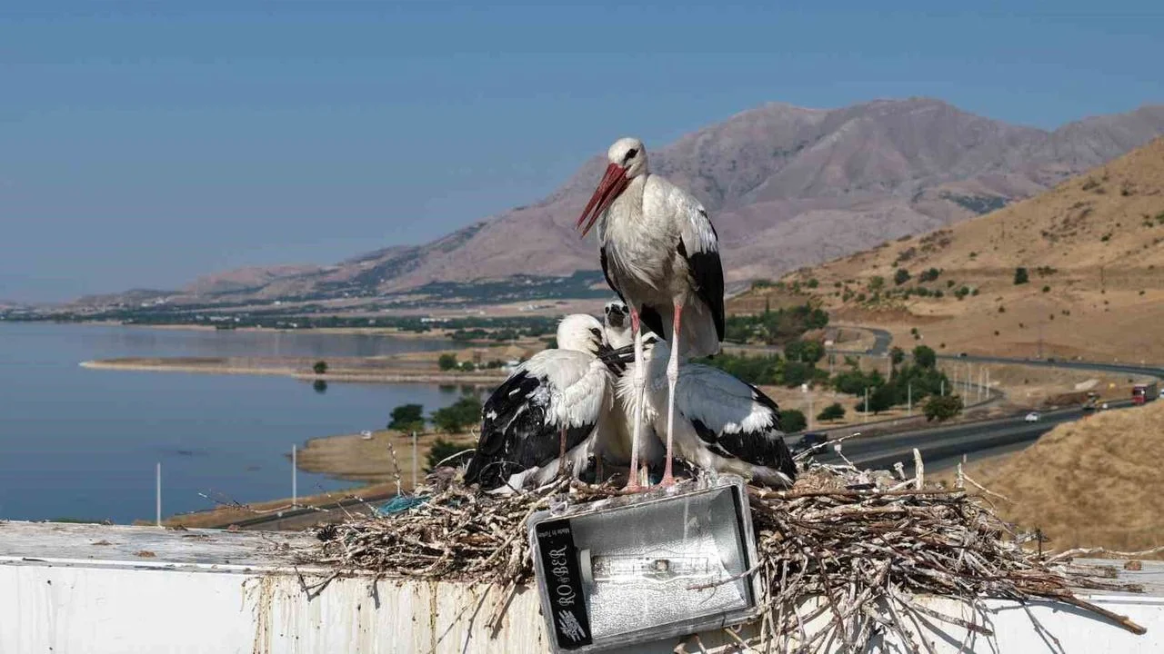 Elazığ’da Göç Vakti: Leylekler Uzun Yolculuk İçin Kanat Çırpmaya Hazırlanıyor