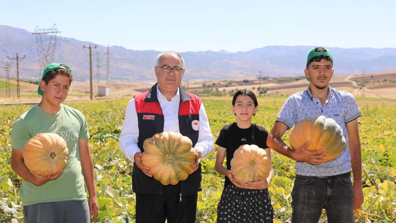 Kovancılar’da Kabak Hasadı Başladı: Üreticinin Yüzü Gülüyor