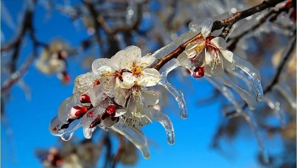 Meteoroloji’den Zirai Don Uyarısı