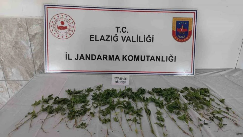 Deprem Çadırının Bahçesinde Uyuşturucu Tarlası Şoku!