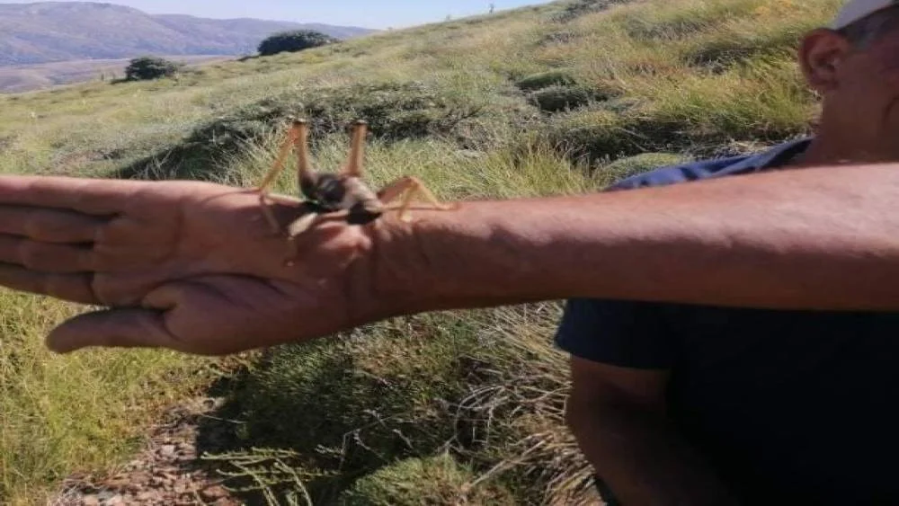 Elazığ Sivrice’de Devassa Etobur Çekirgeyle Karşılaşma Anı!