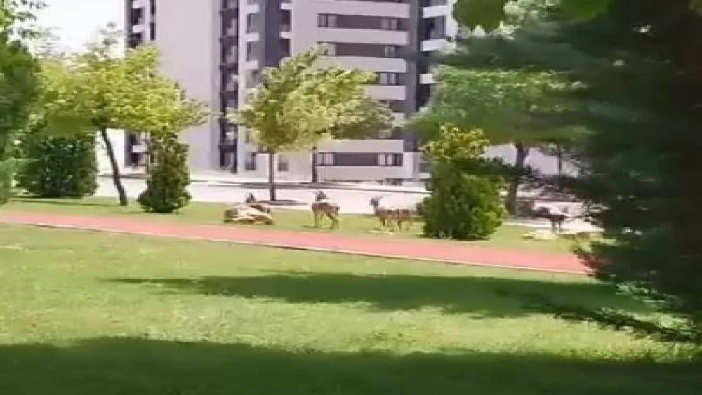 Elazığ’ın Şaşırtan Misafirleri: Dağ Keçileri Şehir Merkezine İniyor!