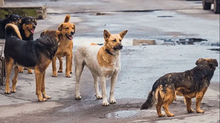 Başıboş Sokak Köpeklerinin Sahiplendirilmesinde Sorumluluk Belediyelerde Olacak