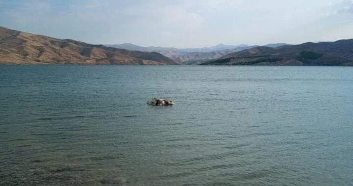 Sürüden Ayrılan İnek Suda Telef Oldu