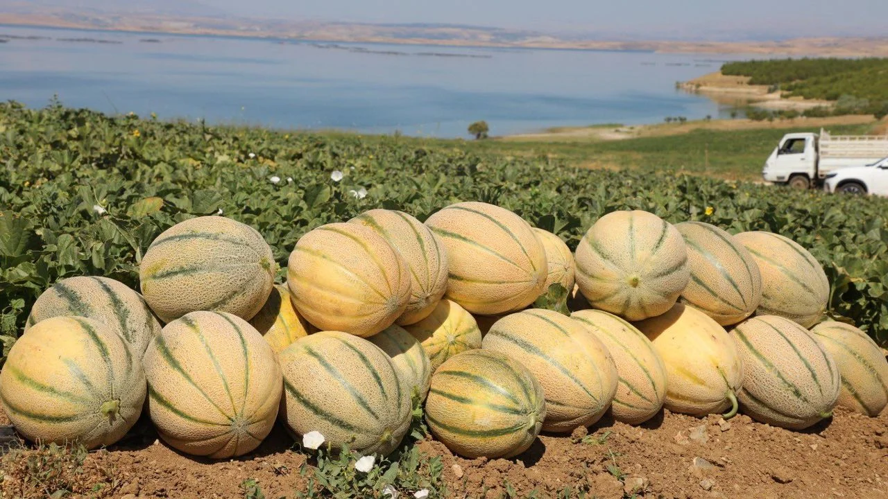 Elazığ’da Kavun Hasadı Başladı: Binlerce Tonluk Üretim Bekleniyor