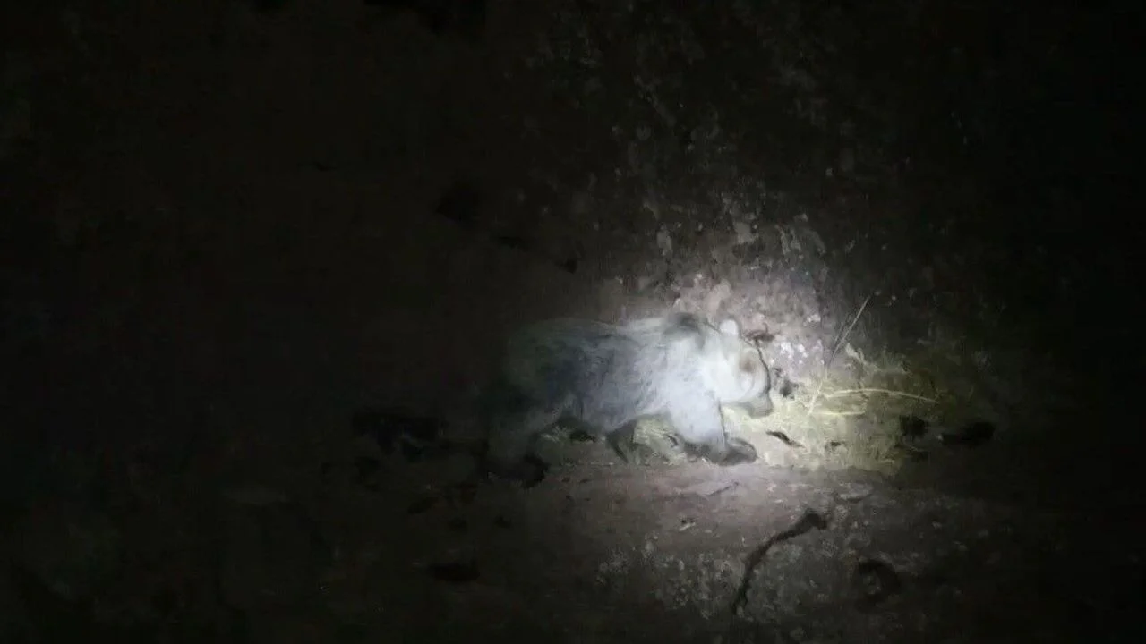 Tunceli’nin Vahşi Doğasında Şaşırtan Karşılaşma: Ayı ve Domuz Aynı Karede