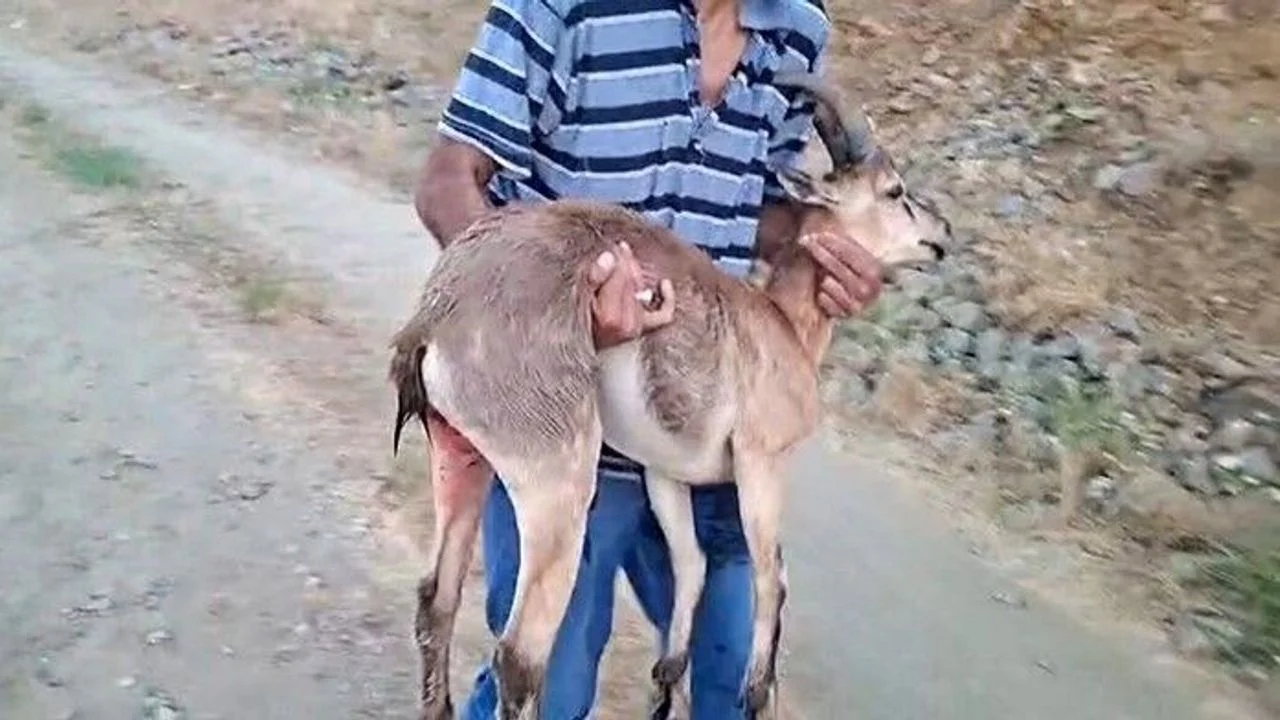 Elazığ’da İnsanlık Dersi: Köpeklerin Saldırdığı Dağ Keçisini Kucağında Taşıdı