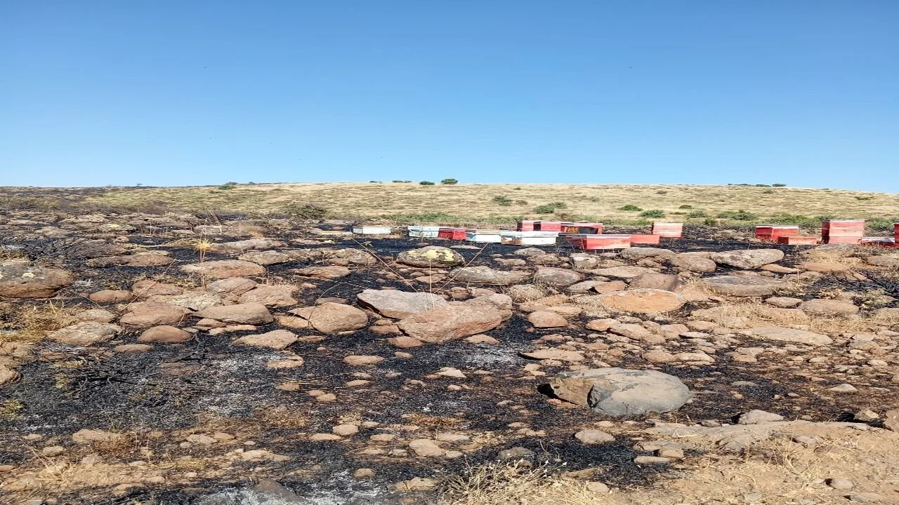 Elazığ’da Korkutan Yangın: Arı Kovanları Kül Oldu