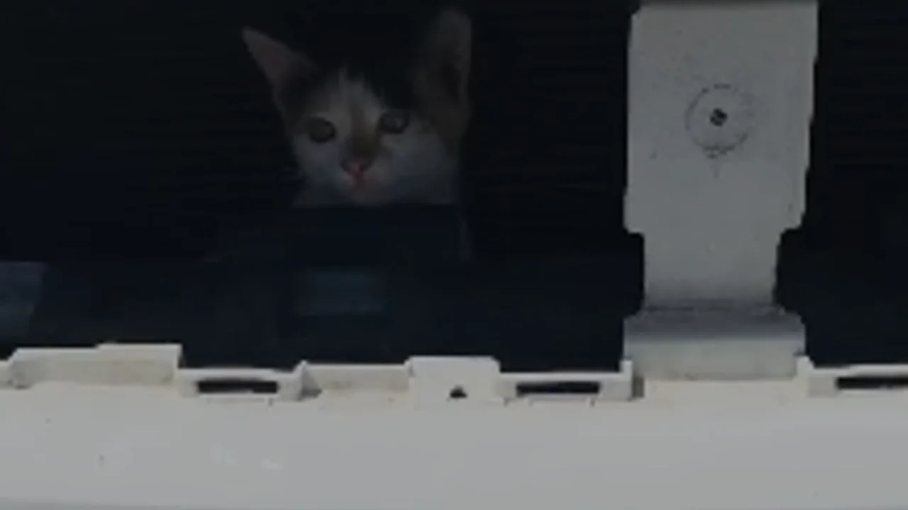 Elazığ’da İtfaiyeden Nefes Kesen Kurtarma Operasyonu: Motor Kısmına Sıkışan Kedi Kurtarıldı