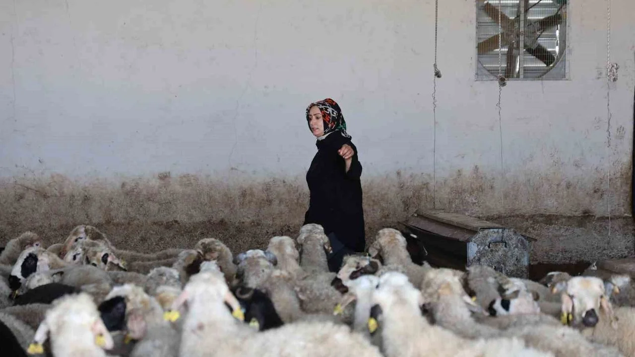 Elazığlı Nurcan Fıratoğlu’ndan Kırsalda Başarı Hikayesi: Devlet Desteğiyle Çiftlik Kurdu